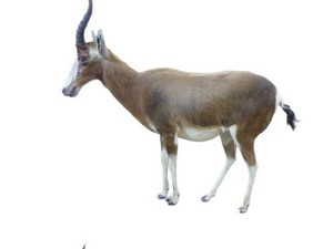 Life Size Bontabok
