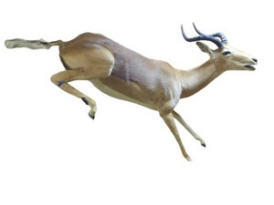 Life Size Impala
