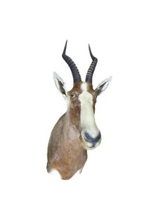 Blesbok Bust