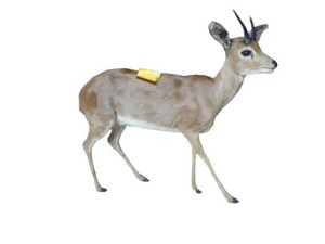 Life Size True Trophy Steenbok