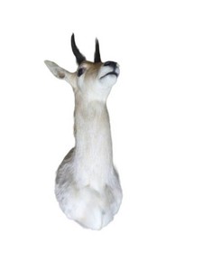 Mountain Reedbuck Bust