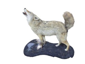 Life Size Coyote