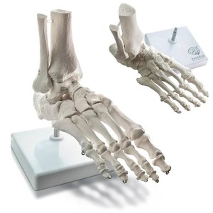 $29 Human Foot and Ankle Model, Life Size Medical Anatomy Foot Skeleton Model