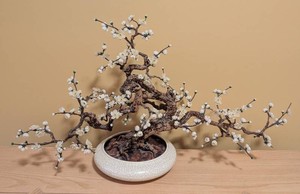 Artificial Bonsai Tree With White Blossoms in Ceramic Planter