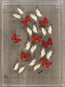 LLR - Butterfly Shadowbox Art