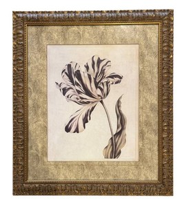 LLR - Purple Parrot Tulip Framed Print by The Bombay Company
