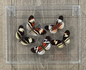 LLR - Butterfly Shadowbox Decor