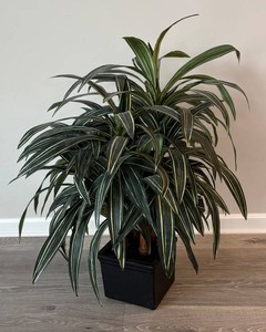 LR - Faux Variegated Floor Plant