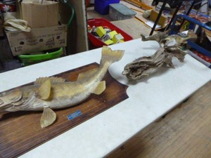2 Fish Mounts