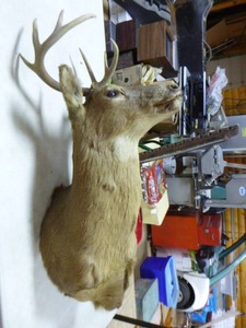 9 Point Buck Heat Mount
