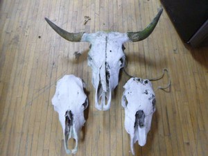 3 Cattle Skulls