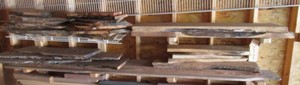 (2) Shelves of Wood Slabs & Boards (Walnut, Silver Maple & misc.)