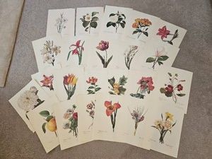 Pierre Joseph Redout� Botanical Floral Print Collection