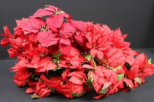 Artificial Red Poinsettia Floral Arrangement & Holiday Picks