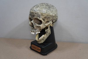 Jabber Jaw Repeating Talking Halloween Skull Prop