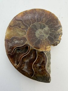 Polished Ammonite Fossil With Iridescent Mineral Matrix