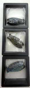 Carved Stone Labrodite Cicada Sculptures in Display Cases (Lot of 3)