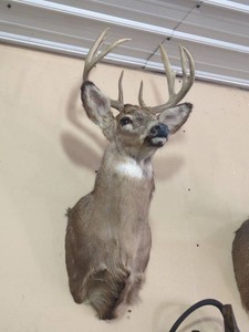 Whitetail Deer Buck Shoulder Mount Taxidermy Wall Display