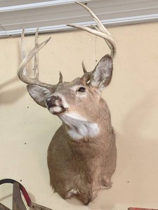 Whitetail Buck Deer Shoulder Mount Taxidermy Wall Display Decor