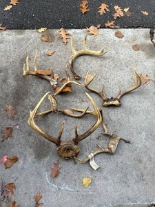 Whitetail Deer Antler Lot Skull Plates Shed Antler Rustic Decor